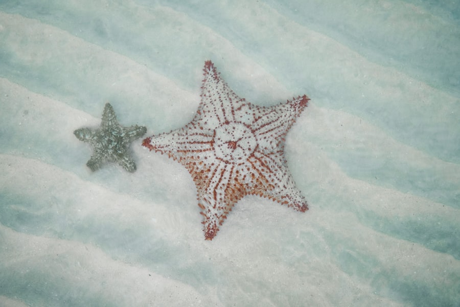 Photo starfish program
