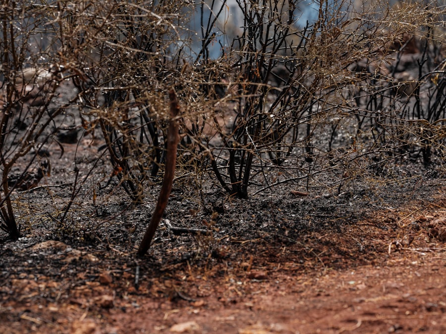 nazi scorched earth orders