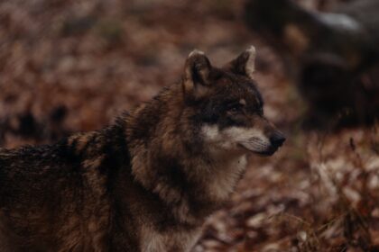 Photo U-boat wolf packs