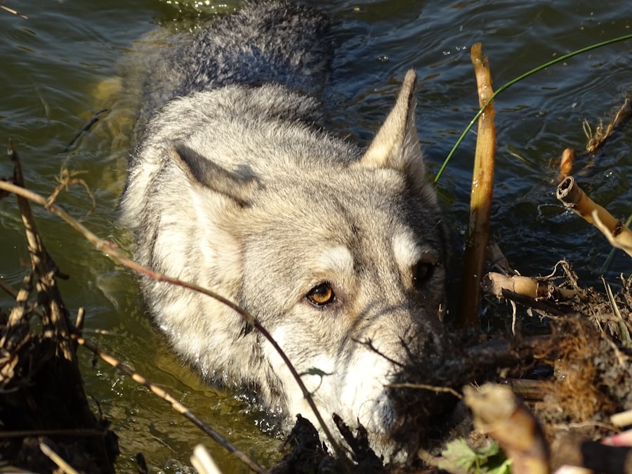 Photo U-boat wolf packs