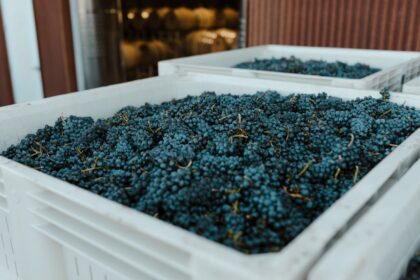 Photo fortified wine preservation
