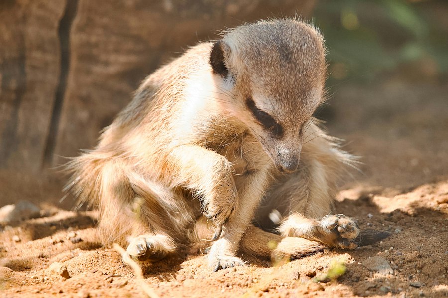 Mongoose Kennedy administration