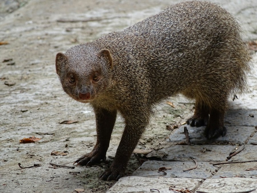 Mongoose documentary