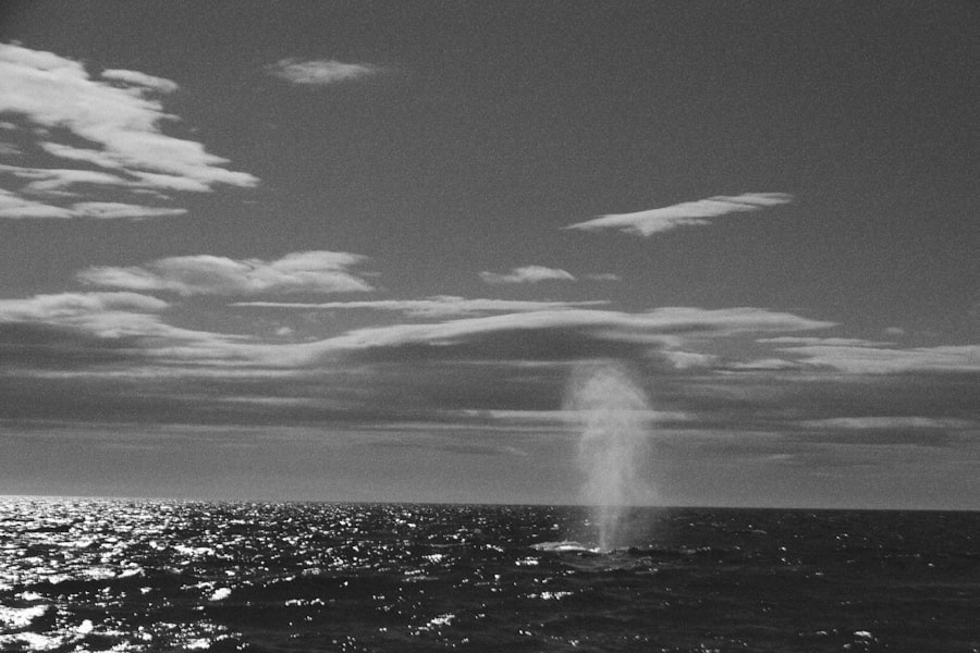 nuclear torpedo incident