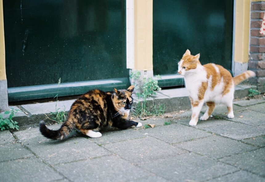 Photo conflict