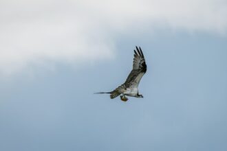Photo Eagle Claw