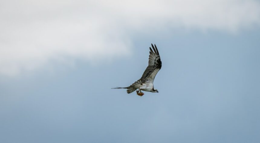 Photo Eagle Claw