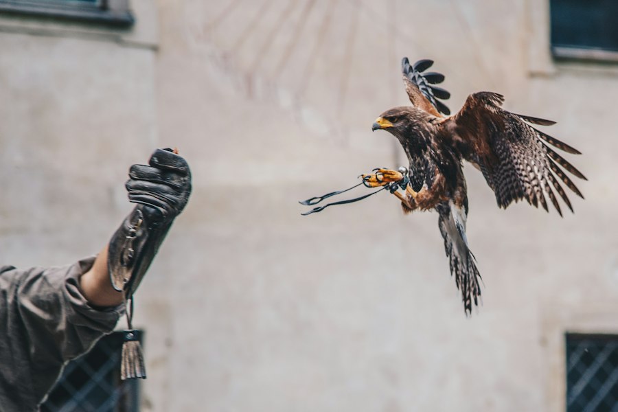 Photo Eagle Claw
