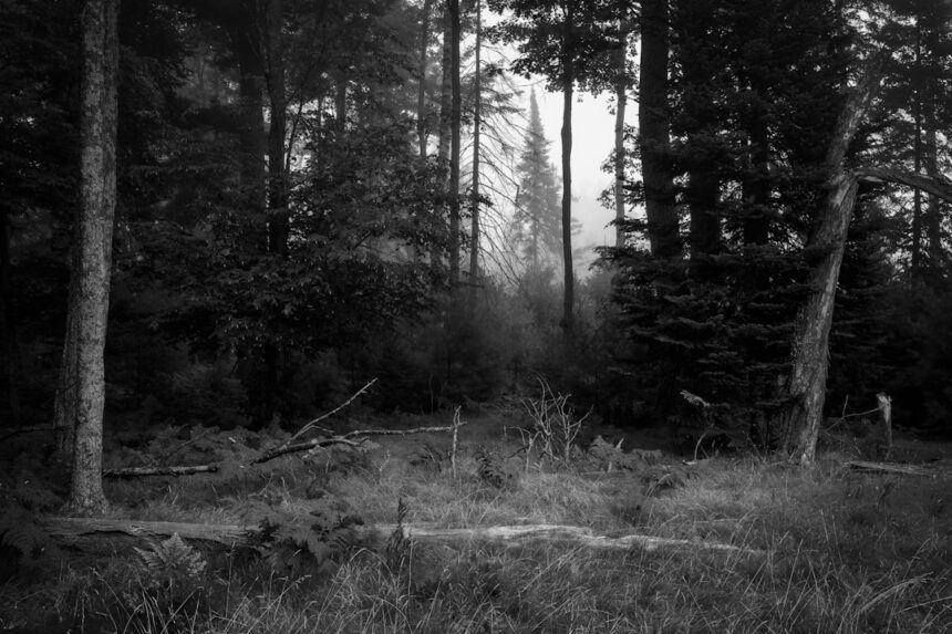 Photo Operation Northwoods