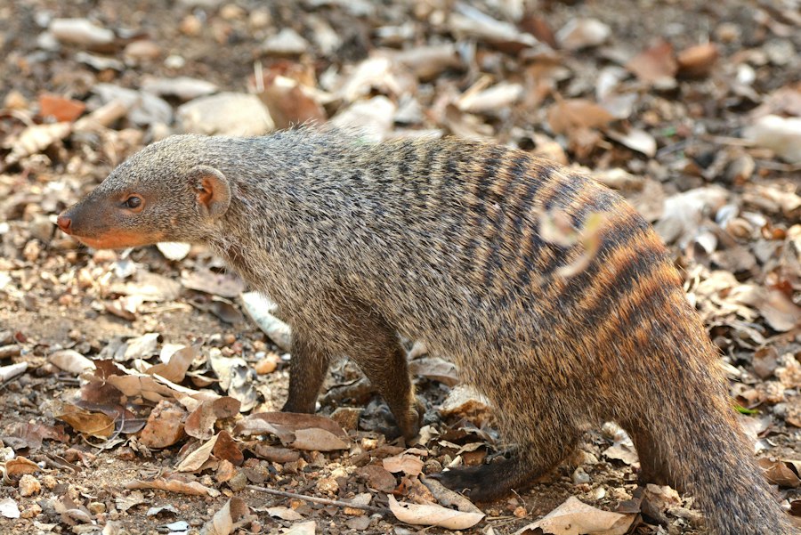 Photo Operation Mongoose