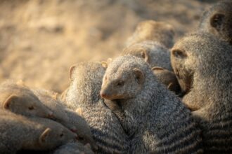 Photo Mongoose Kennedy administration