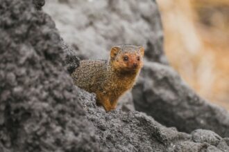 Photo Mongoose