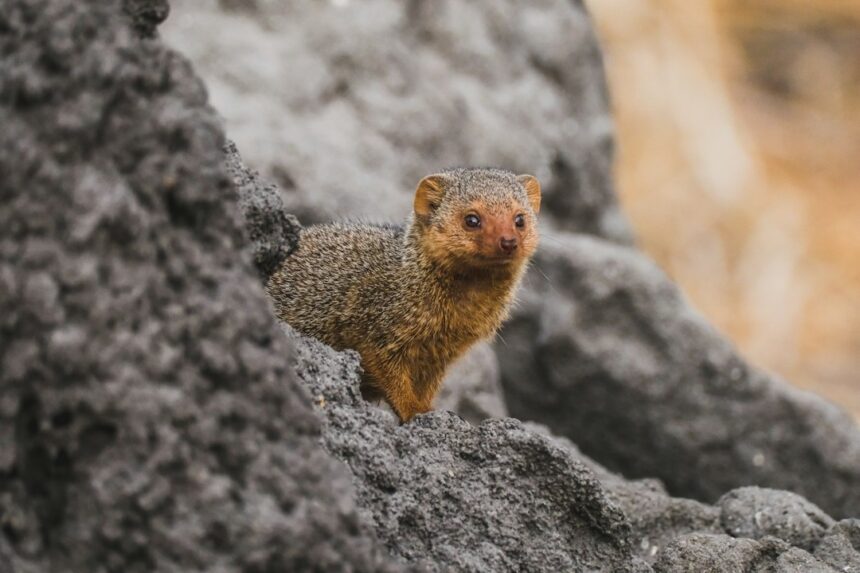 Photo Mongoose