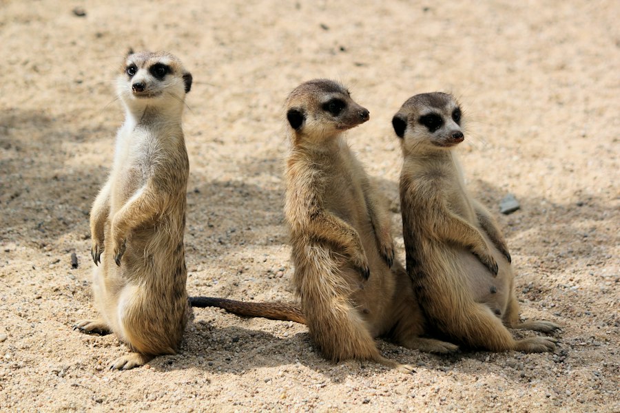 Photo Mongoose