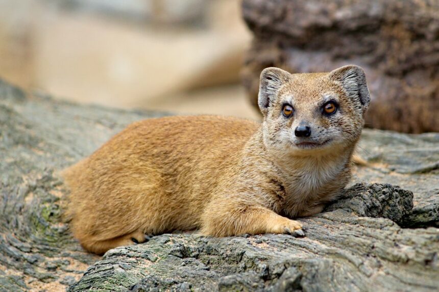 Photo Mongoose documentary