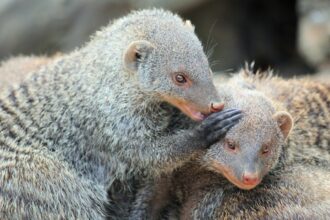 Photo Operation Mongoose