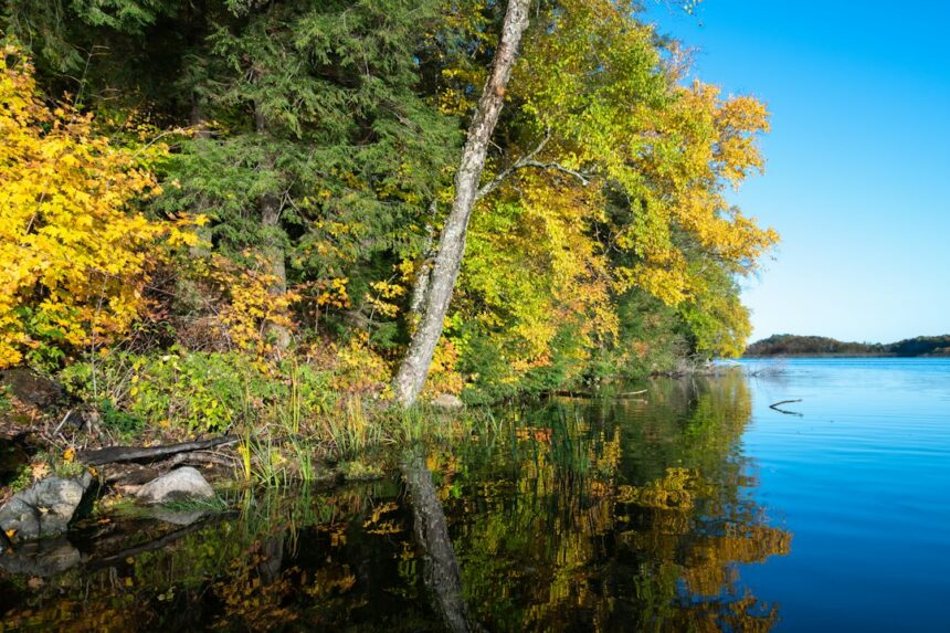 Photo Northwoods