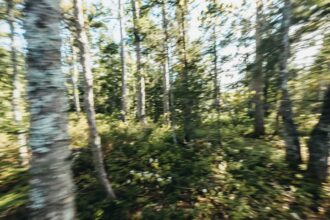 Photo Northwoods