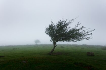 Photo tree started war
