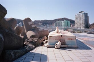 Photo Korean DMZ axe murder incident 1976: keyword - "Korean DMZ axe murder incident"