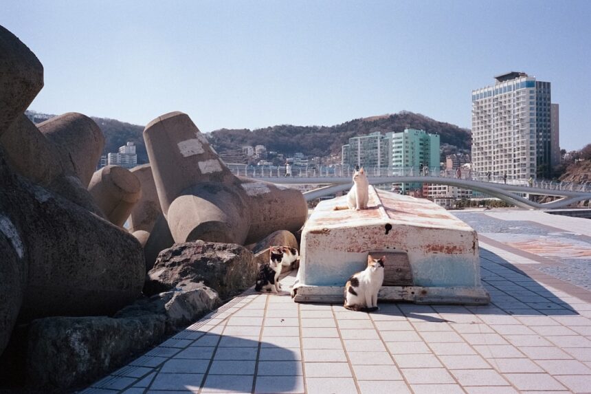 Photo Korean DMZ axe murder incident 1976: keyword - "Korean DMZ axe murder incident"
