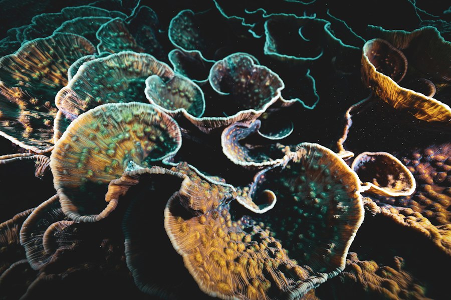 Photo biological warfare plan