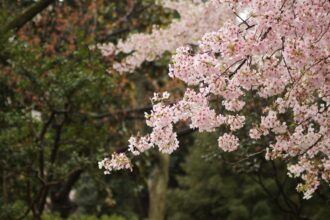 Photo cherry blossoms Japan