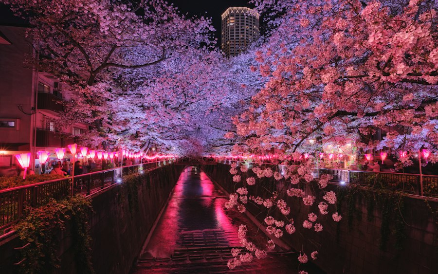 Photo cherry blossoms Japan