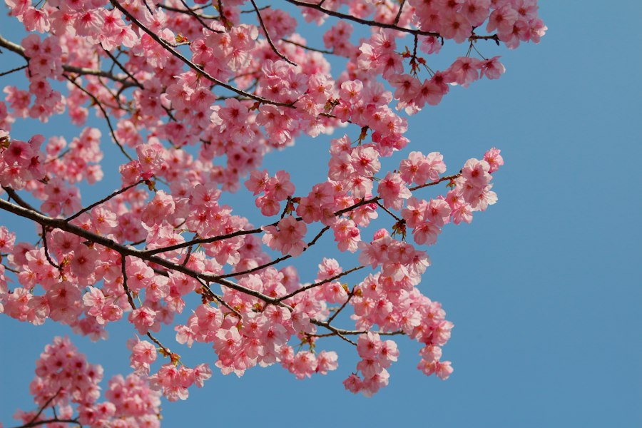 cherry blossoms Japan