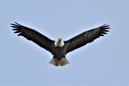 Photo Operation Eagle Claw Credible Sport
