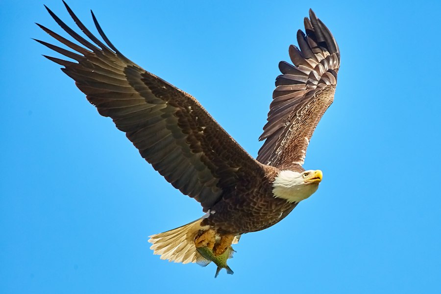 Operation Eagle Claw Credible Sport
