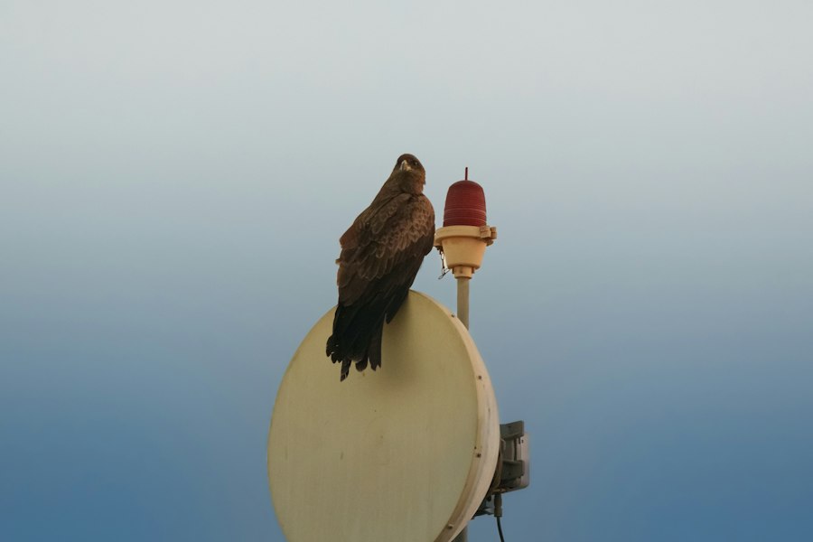 Egyptian radar decoy technique