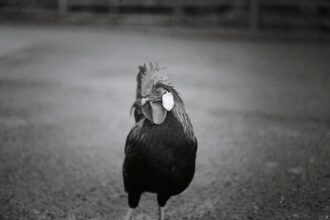 Photo Operation Rooster 53 explained