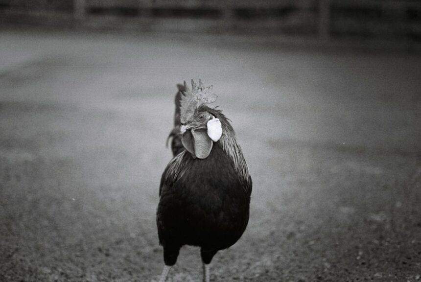 Photo Operation Rooster 53 explained